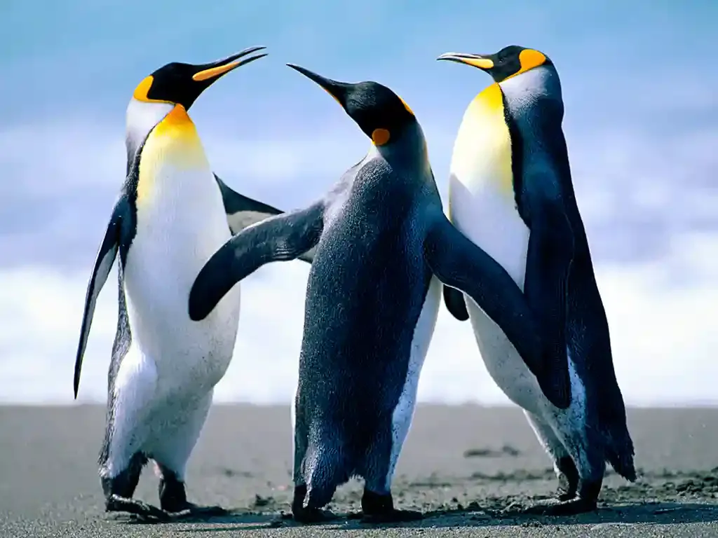 Lucruri interesante despre viața pinguinilor