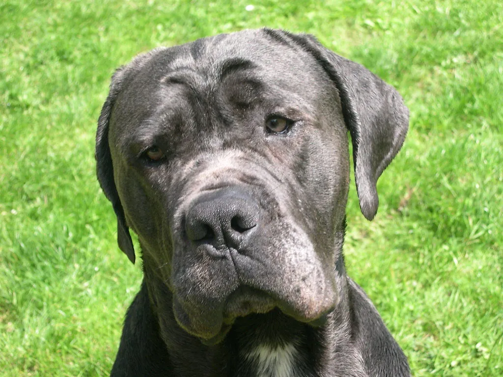 Este Cane Corso un câine periculos?