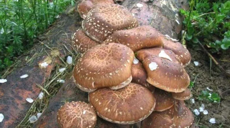 Pâinișoara pestriță