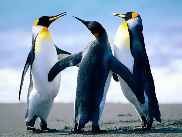 Lucruri interesante despre viața pinguinilor