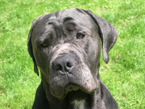 Este Cane Corso un câine periculos?