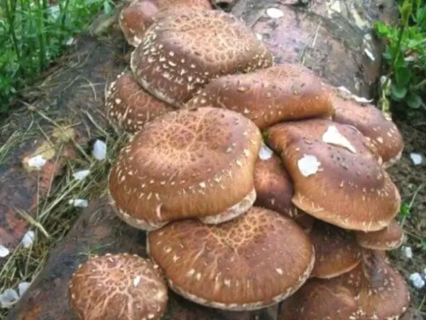 Pâinișoara pestriță